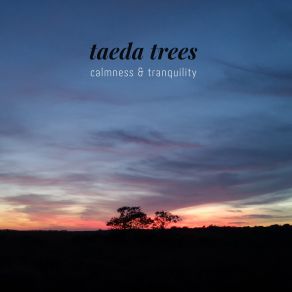 Download track Warm Nights Taeda Trees