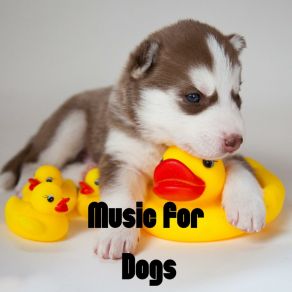 Download track Calm Tranquility Calm Pets Music Academy