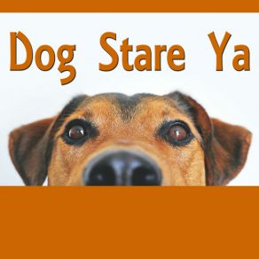 Download track Puppy Spy Dog Stare Ya