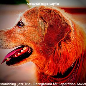 Download track Sensational Separation Anxiety Music For Dogs Playlist