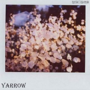 Download track Alocasia Yarrow