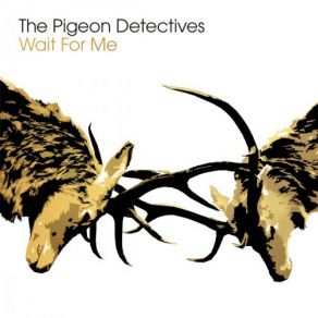 Download track Mislead The Pigeon Detectives