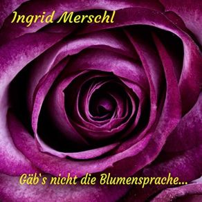 Download track Weisser Holunder Ingrid Merschl