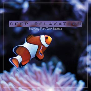 Download track Soothing Fish Tank Sounds, Pt. 6 Craig Hewitt