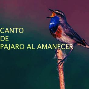 Download track Amanecer Hermoso Amanecer