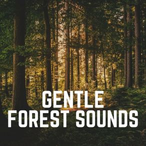 Download track Natures Stream Organic Sound