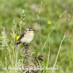 Download track Soft Birdsong Natural Habitat Ambience, Pt. 7 Steve Brassel