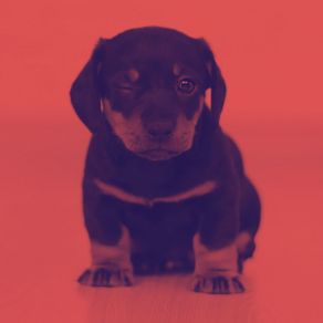 Download track Unique Ambience For Well Trained Dogs Dog Music Library