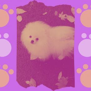 Download track Sumptuous Ambience For Calming Puppies Calming Music For Dogs