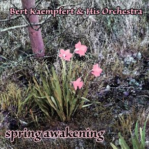 Download track Now And Forever Bert Kaempfert & His Orchestra