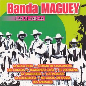 Download track Las Congas Banda Maguey