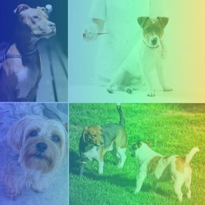 Download track Stellar Backdrops For Keeping Pups Happy Music For Leaving Dogs Home Alone