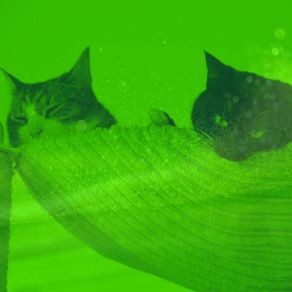 Download track Scintillating Ambiance For Friendly Cats Cat Music Experience