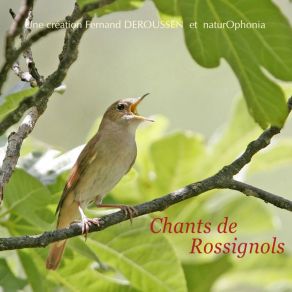 Download track Rossignol En Picardie Fernand Deroussen