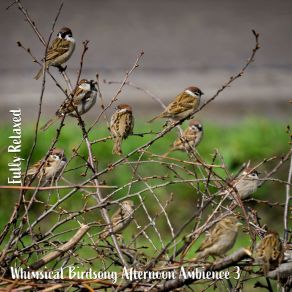 Download track Whimsical Birdsong Afternoon Ambience, Pt. 12 Steve Brassel