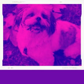 Download track Hip Jazz Trio - Vibe For Serene Puppies Doggy Music Radio