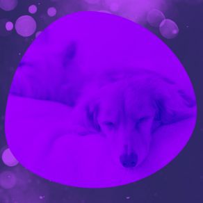 Download track Mellow Ambience For Sleepy Pups Dog Separation Anxiety Music