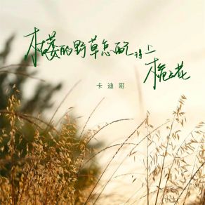 Download track 枯萎的野草怎配得上栀子花 卡迪哥