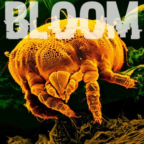 Download track New Bloom Bloom