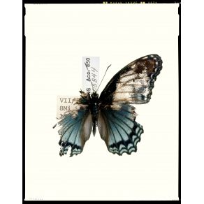 Download track Broken Butterfly (Blend Remix) Namatjira