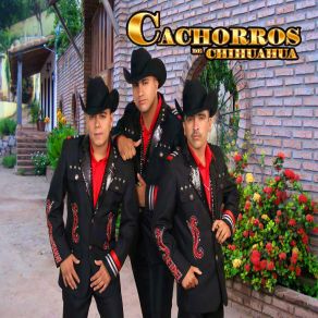 Download track Mirando Las Estrellas Cachorros De Chihuahua