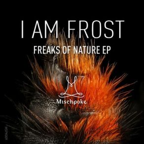 Download track Birds Of Paradise (Original Mix) I Am Frost