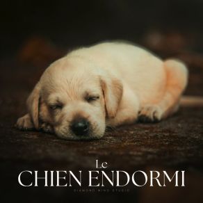 Download track Ephemeral Introspections Chiens Musique