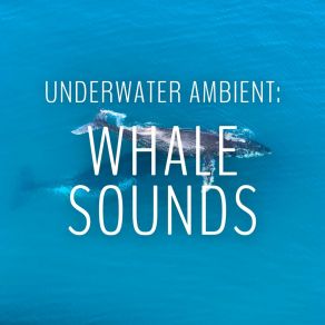 Download track Binaural Whale Sound Whale Sounds Relaxation