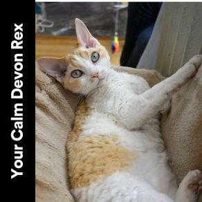 Download track Your Cat's Best Spot Cat Music