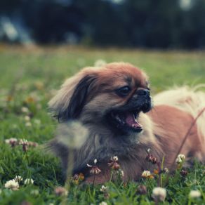 Download track Casual Calming Dogs Attractive Music For Dogs