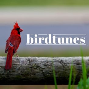 Download track Bird Ballad Sound FX Pro