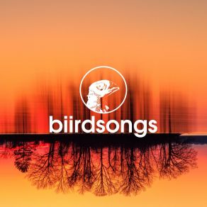 Download track Sound Asleep Biirdsongs