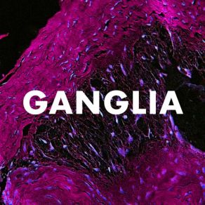 Download track Ganglia Andrew Huang