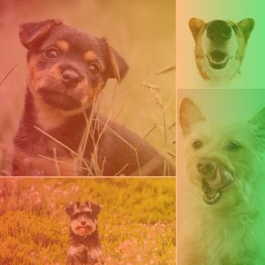 Download track Urbane Moods For Worshiping Your Dog Music For Calming Dogs