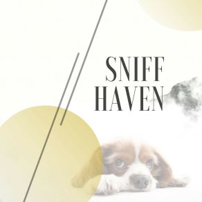 Download track Sweet Face Music For Calming Dogs