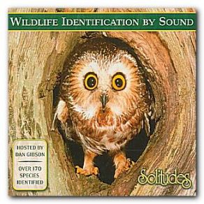 Download track Red - Tailed Hawk Dan Gibson