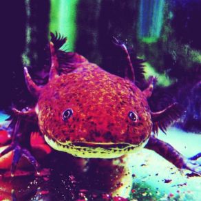 Download track On Your Own Axolotl