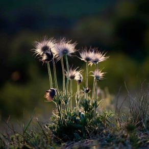 Download track Rugged Remote Wilderness Vitality Safflower