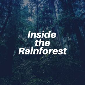 Download track Best Nature Rainy Nature Soundscapes