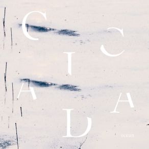 Download track Ocean Foam Cicada