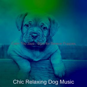 Download track Subdued Sleepy Pups Chic Relaxing Dog Music