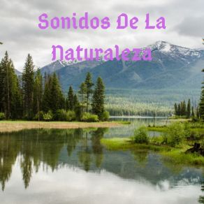 Download track Sonido De Lluvia Sonidos Ambientales