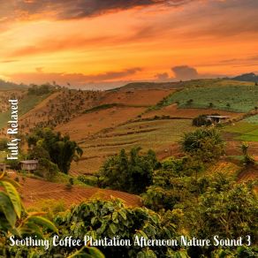 Download track Soothing Coffee Plantation Afternoon Nature Sound, Pt. 15 Steve Brassel