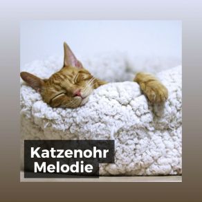 Download track Helfen Sie Ihrer Katze Zu Beruhigen Katzenmusik