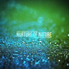 Download track Transparent (Rain) Nurture Of NatureThe Rain