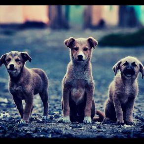 Download track Extraordinary Backdrops For Calm Puppies Dog Music Hour