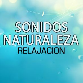 Download track Waves: Spa Waves Relajacion Del Mar