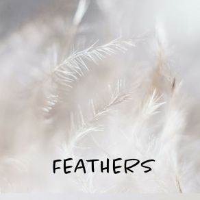 Download track Feathers Liane Peters