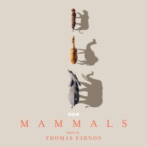 Download track Bengal Tiger Thomas Farnon