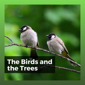 Download track Peaceful Birds Bird Sounds